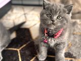 A kalite british blue point ve blue yavrularimiz