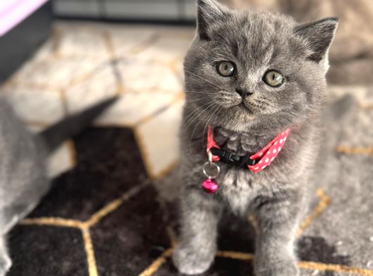 A Kalite British Blue Point Ve Blue Yavrularimiz