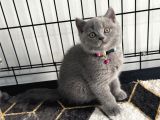 A Kalite British Blue Point Ve Blue Yavrularimiz