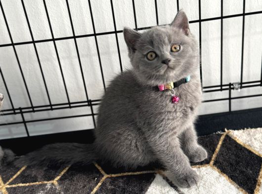 A Kalite British Blue Point Ve Blue Yavrularimiz görsel