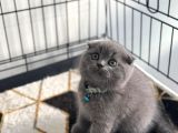 A Kalite British Blue Point Ve Blue Yavrularimiz