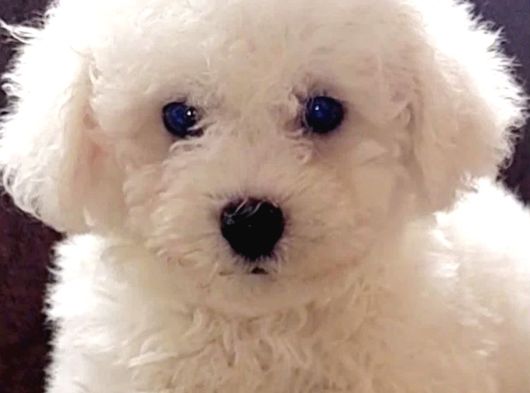 Tüy Yumağı Top Kafa Bichon Yavruları görsel