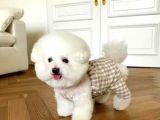 Tüy Yumağı Top Kafa Bichon Yavruları