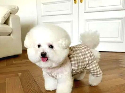 Tüy Yumağı Top Kafa Bichon Yavruları görsel