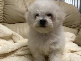 Tüy Yumağı Top Kafa Bichon Yavruları