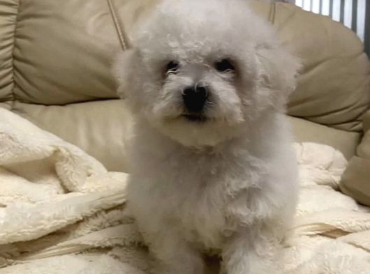 Tüy Yumağı Top Kafa Bichon Yavruları görsel