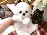 Tüy yumağı top kafa bichon yavruları