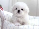 Tüy Yumağı Top Kafa Bichon Yavruları