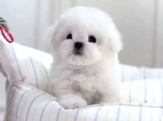 Tüy Yumağı Top Kafa Bichon Yavruları görsel