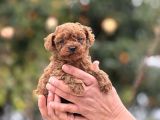 KG VE SAGLIK GARANTİLİ TEACUP KOREA POODLE AŞILI EGİTİMLİ