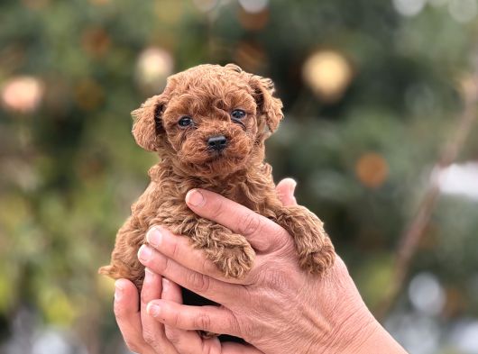 Kg Ve Saglik Garanti̇li̇ Teacup Korea Poodle Aşili Egi̇ti̇mli̇