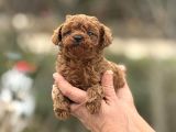 Kg Ve Saglik Garanti̇li̇ Teacup Korea Poodle Aşili Egi̇ti̇mli̇