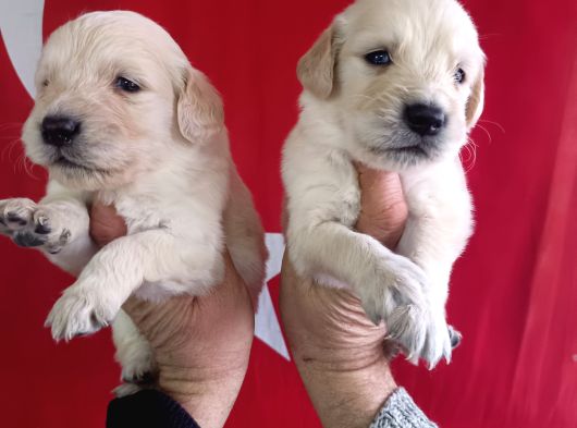 Baby Face Golden Retri̇ever Yavrularimiz görsel