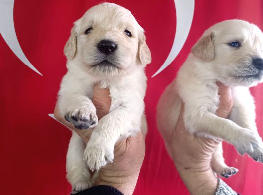 Baby Face Golden Retri̇ever Yavrularimiz görsel