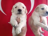 Baby Face Golden Retri̇ever Yavrularimiz