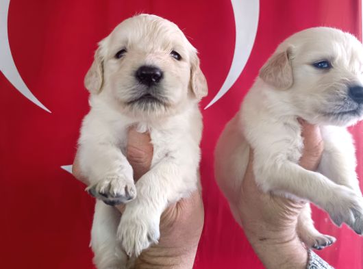 Baby Face Golden Retri̇ever Yavrularimiz görsel