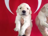 Baby Face Golden Retri̇ever Yavrularimiz