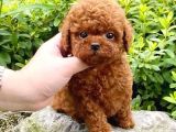 Safkan Kore Kanı Mini Toy Poodle Bebekleri