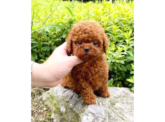 Safkan Kore Kanı Mini Toy Poodle Bebekleri görsel