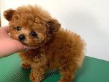 Safkan Kore Kanı Mini Toy Poodle Bebekleri