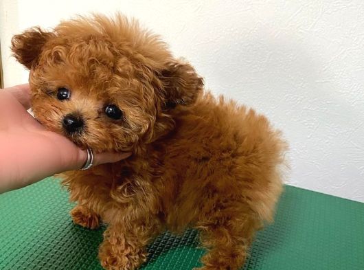 Safkan Kore Kanı Mini Toy Poodle Bebekleri görsel