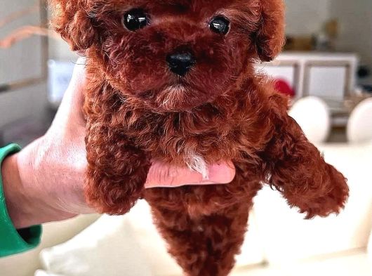 Safkan Kore Kanı Mini Toy Poodle Bebekleri görsel