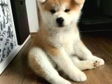 Mükemmel kalite japon akita bebekleri