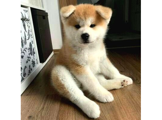 Mükemmel kalite japon akita bebekleri