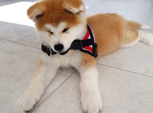 Mükemmel Kalite Japon Akita Bebekleri görsel