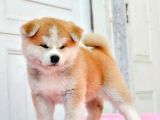 Mükemmel Kalite Japon Akita Bebekleri