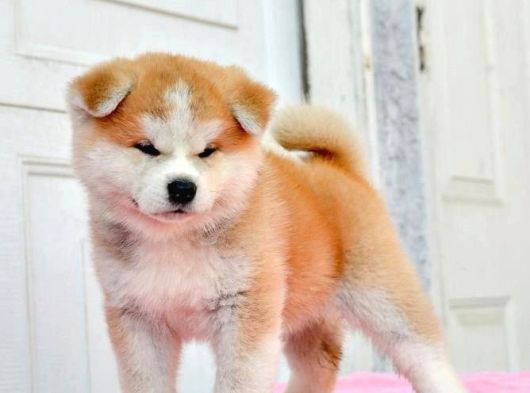 Mükemmel Kalite Japon Akita Bebekleri görsel