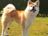 Mükemmel Kalite Japon Akita Bebekleri
