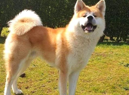 Mükemmel Kalite Japon Akita Bebekleri görsel