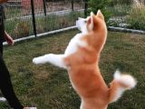 Mükemmel Kalite Japon Akita Bebekleri
