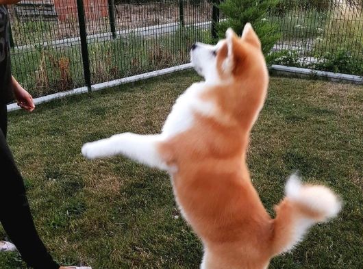 Mükemmel Kalite Japon Akita Bebekleri görsel