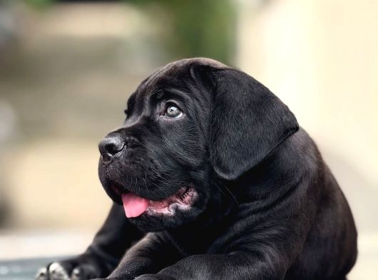 Mükemmel kaliteli dev cane corso bebekleri