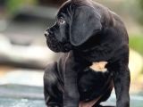 Mükemmel Kaliteli Dev Cane Corso Bebekleri