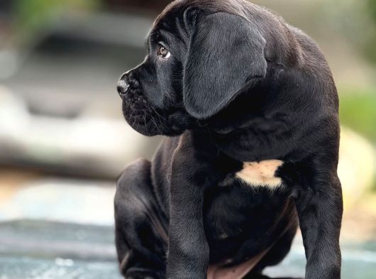 Mükemmel Kaliteli Dev Cane Corso Bebekleri görsel