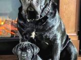 Mükemmel Kaliteli Dev Cane Corso Bebekleri