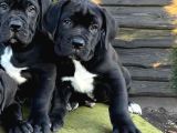 Mükemmel Kaliteli Dev Cane Corso Bebekleri