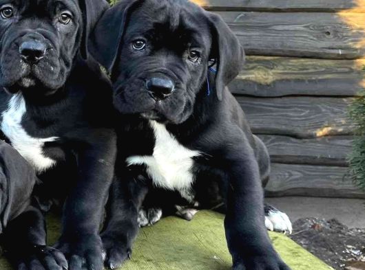 Mükemmel Kaliteli Dev Cane Corso Bebekleri görsel