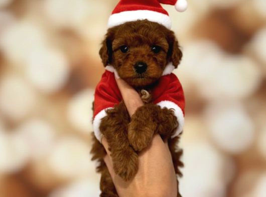 İnstagram Toypoodlepuppy09 Irk Ve Sağlık Garantili Bebekler