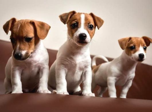 Dünya Tatlısı Zeka Küpü Jack Russel Maylo Bebekler görsel