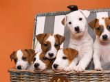 Dünya Tatlısı Zeka Küpü Jack Russel Maylo Bebekler