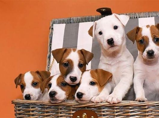Dünya Tatlısı Zeka Küpü Jack Russel Maylo Bebekler görsel