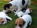 Dünya Tatlısı Zeka Küpü Jack Russel Maylo Bebekler
