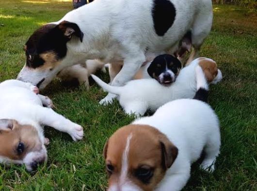 Dünya Tatlısı Zeka Küpü Jack Russel Maylo Bebekler görsel
