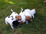 Dünya tatlısı zeka küpü jack russel maylo bebekler