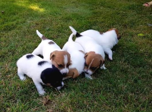 Dünya Tatlısı Zeka Küpü Jack Russel Maylo Bebekler