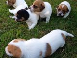 Dünya Tatlısı Zeka Küpü Jack Russel Maylo Bebekler
